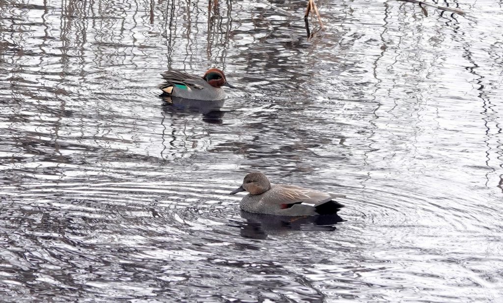 画像に alt 属性が指定されていません。ファイル名: DSC08384-1024x616.jpg