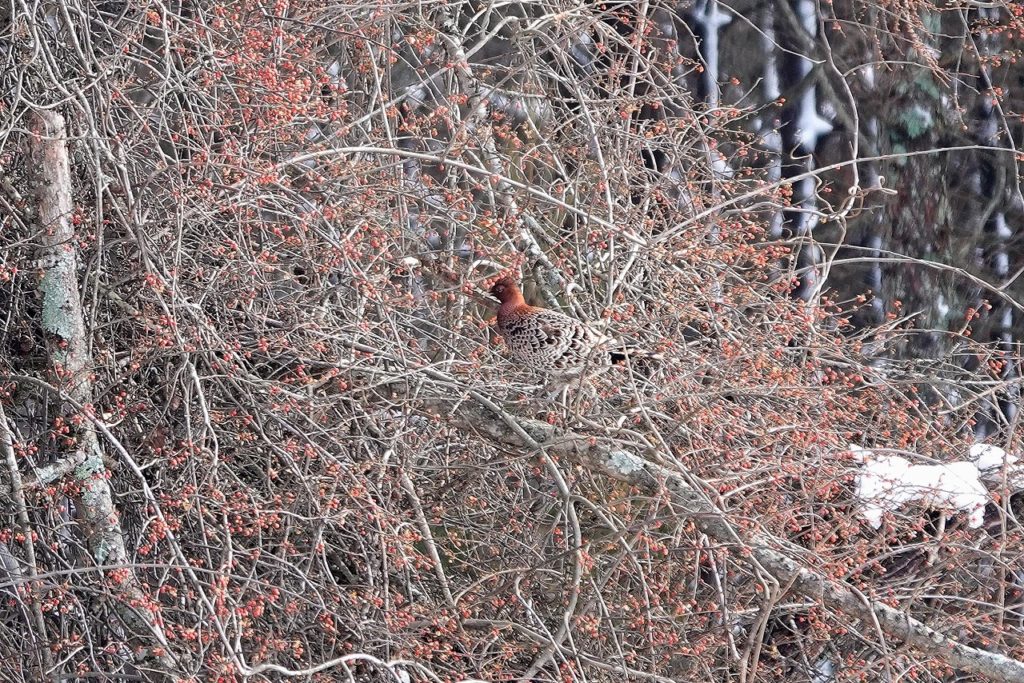 画像に alt 属性が指定されていません。ファイル名: DSC08391-1024x683.jpg