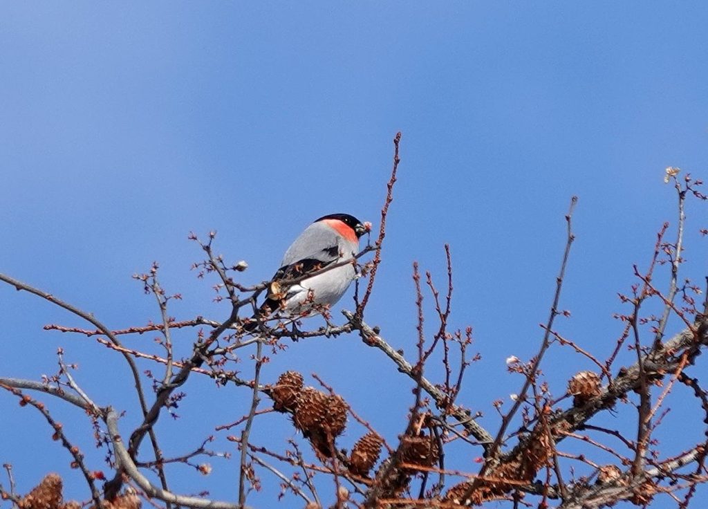 画像に alt 属性が指定されていません。ファイル名: DSC08393-1024x736.jpg
