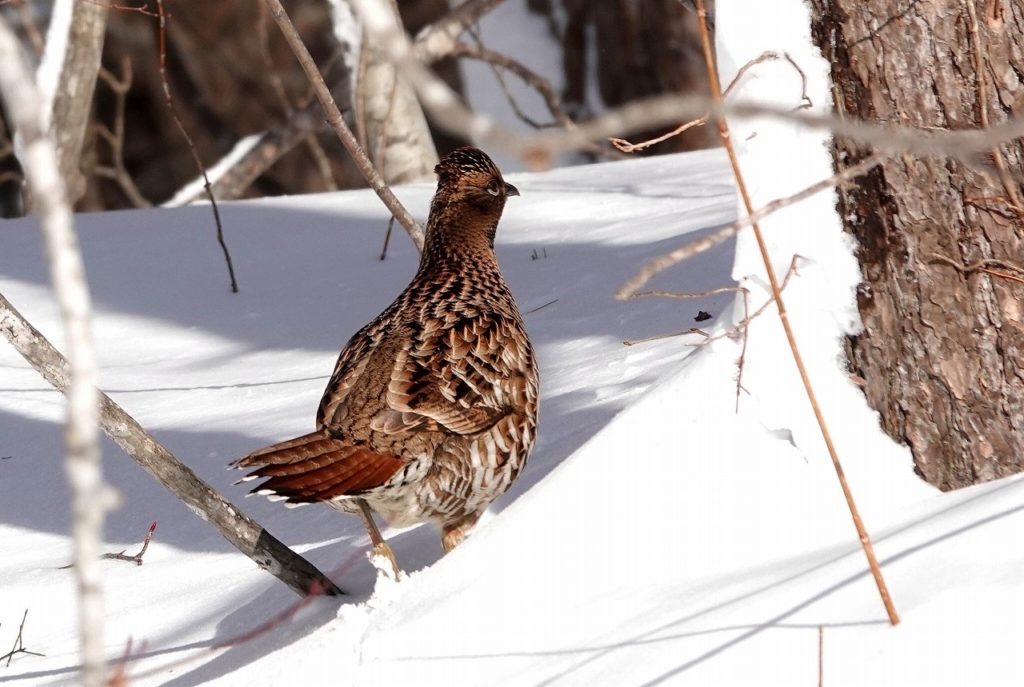 画像に alt 属性が指定されていません。ファイル名: DSC08449-1-1024x687.jpg