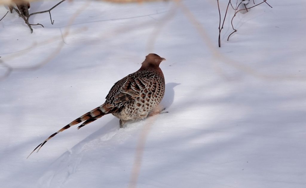 画像に alt 属性が指定されていません。ファイル名: DSC08459-1-1024x628.jpg