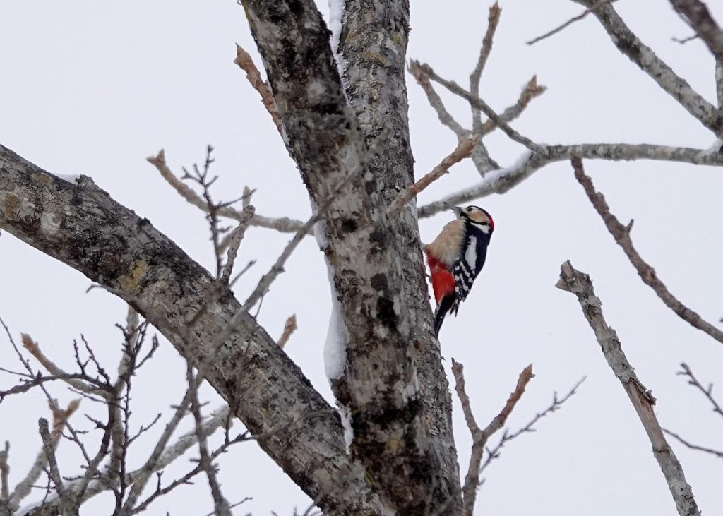 画像に alt 属性が指定されていません。ファイル名: DSC08467-1024x731.jpg