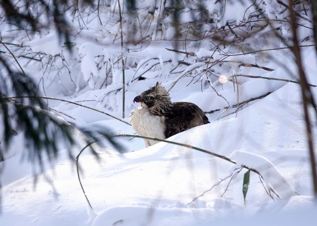 画像に alt 属性が指定されていません。ファイル名: DSC08685-1024x731.jpg