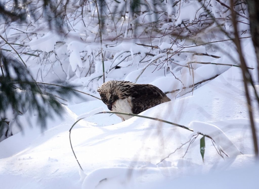画像に alt 属性が指定されていません。ファイル名: DSC08691-1024x746.jpg