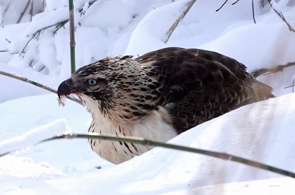 画像に alt 属性が指定されていません。ファイル名: DSC08705-1024x679.jpg