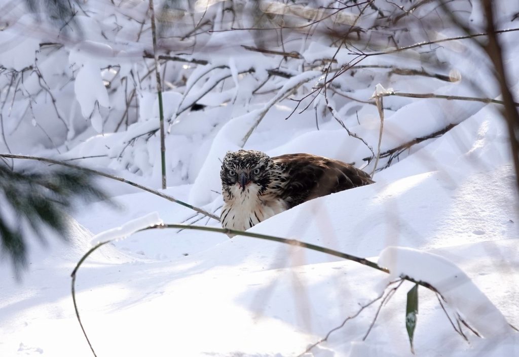 画像に alt 属性が指定されていません。ファイル名: DSC08737-1024x705.jpg