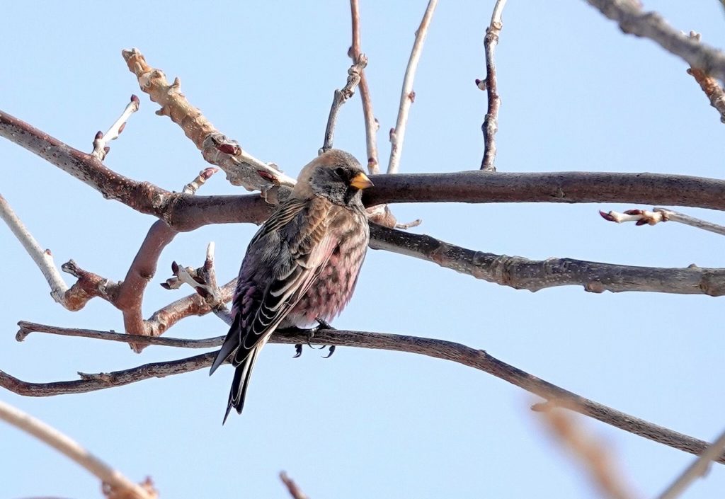 画像に alt 属性が指定されていません。ファイル名: DSC08925-1024x705.jpg