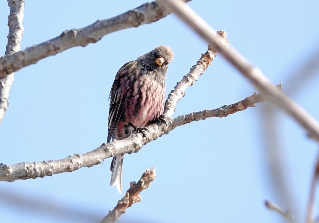 画像に alt 属性が指定されていません。ファイル名: DSC08960-1024x716.jpg