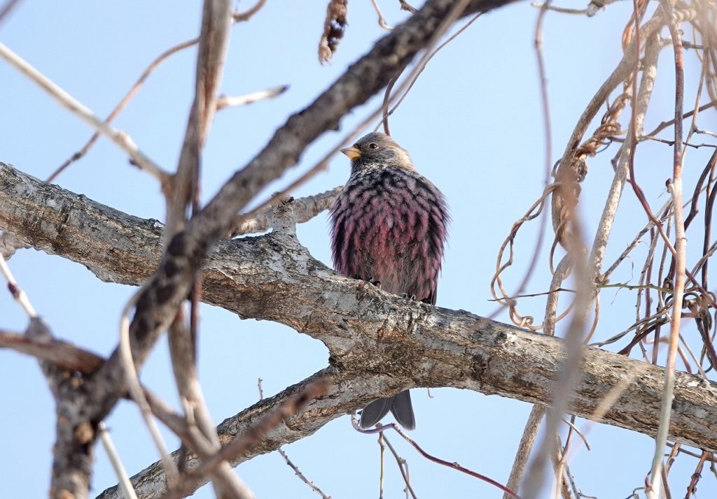 画像に alt 属性が指定されていません。ファイル名: DSC09008-1024x714.jpg